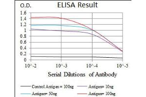 Image no. 2 for anti-Replication Protein A1, 70kDa (RPA1) antibody (ABIN1500741) (RPA1 抗体)