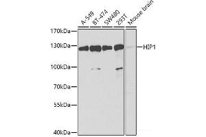 Western blot analysis of extracts of various cell lines using HIP1 Polyclonal Antibody at dilution of 1:1000. (HIP1 抗体)