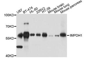 Western blot analysis of extracts of various cell lines, using IMPDH1 antibody. (IMPDH1 抗体  (AA 434-563))