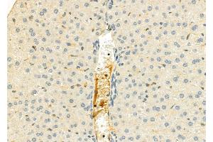 ABIN6262859 and ABIN6276807 at 1/100 staining Mouse liver tissue by IHC-P. (KNG1 抗体  (N-Term))