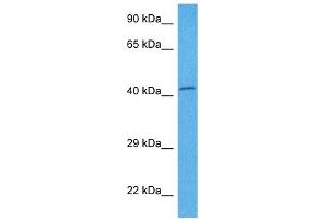 Host:  Mouse  Target Name:  PCBP2  Sample Tissue:  Mouse Pancreas  Antibody Dilution:  1ug/ml (PCBP2 抗体  (Middle Region))