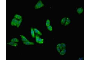 Immunofluorescent analysis of HepG2 cells using ABIN7142389 at dilution of 1:100 and Alexa Fluor 488-congugated AffiniPure Goat Anti-Rabbit IgG(H+L) (MRPL28 抗体  (AA 1-256))