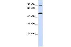 RHBDF1 antibody used at 1 ug/ml to detect target protein. (RHBDF1 抗体)