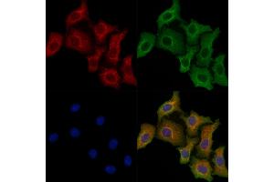 ABIN7094524 and ABIN7098573 staining Hela cells by IF/ICC. (Prolactin Receptor 抗体  (N-Term))