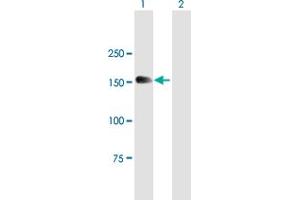 Western Blot analysis of MTMR4 expression in transfected 293T cell line by MTMR4 MaxPab polyclonal antibody. (MTMR4 抗体  (AA 1-1195))