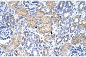 Immunohistochemical staining (Formalin-fixed paraffin-embedded sections) of human kidney with EIF3G polyclonal antibody  at 4-8 ug/mL working concentration. (EIF3G 抗体  (N-Term))