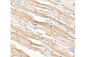 Immunohistochemistry analysis of paraffin-embedded mouse tongue using,TMP1 (ABIN7076030) at dilution of 1: 1600 (Tropomyosin 抗体)