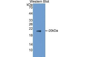 Western Blotting (WB) image for anti-Tumor Necrosis Factor (Ligand) Superfamily, Member 8 (TNFSF8) (AA 68-231) antibody (ABIN1172346) (TNFSF8 抗体  (AA 68-231))