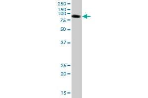 PTPNS1 MaxPab polyclonal antibody. (SIRPA 抗体  (AA 1-508))