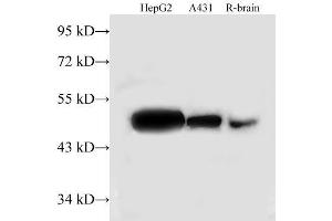 Western Blot analysis of HepG2, A431 cells and Rat brain using TUFM Polyclonal Antibody at dilution of 1:500 (TUFM 抗体)