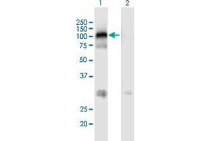 Western Blot analysis of MAST2 expression in transfected 293T cell line by MAST2 MaxPab polyclonal antibody.