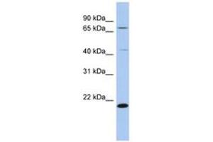 Image no. 1 for anti-Adenosylmethionine Decarboxylase 1 (AMD1) (AA 149-198) antibody (ABIN6743774) (AMD1 抗体  (AA 149-198))