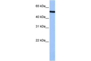 Western Blotting (WB) image for anti-Nucleoporin 50kDa (NUP50) antibody (ABIN2463505) (NUP50 抗体)