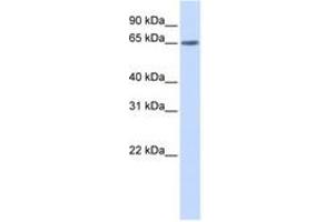 Image no. 1 for anti-YTH Domain Family, Member 3 (YTHDF3) (AA 108-157) antibody (ABIN6743846) (YTHDF3 抗体  (AA 108-157))