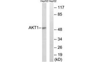 Western blot analysis of extracts from HepG2 cells, treated with Serum 30% 30', using Akt (Ab-129) Antibody. (AKT1 抗体  (AA 95-144))