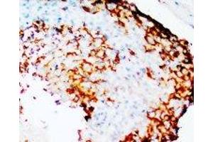 Image no. 1 for anti-Prostaglandin-Endoperoxide Synthase 2 (Prostaglandin G/H Synthase and Cyclooxygenase) (PTGS2) (N-Term) antibody (ABIN1495055)