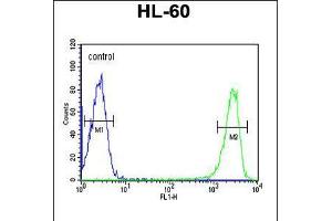 Flow cytometric analysis of HL-60 cells (right histogram) compared to a negative control cell (left histogram). (KIR2DS3 抗体  (C-Term))