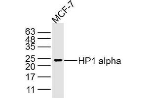 MCF-7 lysates probed with HP1 alpha Polyclonal Antibody, Unconjugated  at 1:300 dilution and 4˚C overnight incubation. (CBX5 抗体)