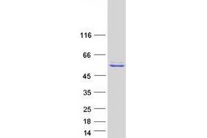 KMO Protein (Myc-DYKDDDDK Tag)