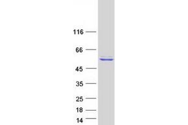 KMO Protein (Myc-DYKDDDDK Tag)