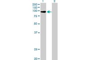 Western Blot analysis of MZF1 expression in transfected 293T cell line by MZF1 MaxPab polyclonal antibody. (MZF1 抗体  (AA 1-734))