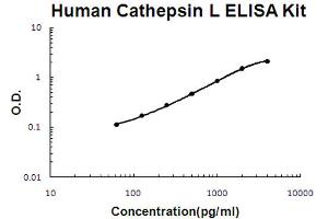 Human Cathepsin L Accusignal ELISA Kit Human Cathepsin L AccuSignal ELISA Kit standard curve.