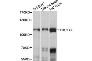 Western blot analysis of extracts of various cell lines, using PIK3C3 antibody (ABIN6292226) at 1:1000 dilution. (PIK3C3 抗体)