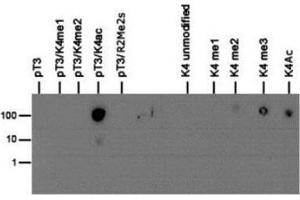 Dot Blot of Rabbit Histone H3 [p Thr3, ac Lys4] Antibody. (Histone 3 抗体  (H3K4ac, pThr3))