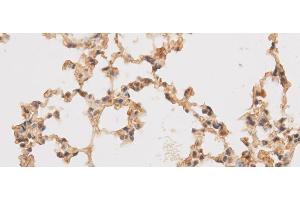 Immunohistochemistry of paraffin-embedded Rat lung using SF3A3 Polyclonal Antibody at dilution of 1:50 (SF3A3 抗体)