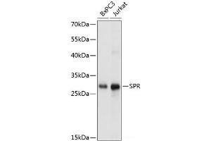 Western blot analysis of extracts of various cell lines using SPR Polyclonal Antibody at dilution of 1:1000. (SPR 抗体)