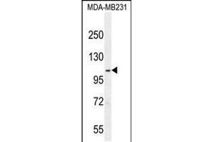 Western blot analysis in MDA-MB231 cell line lysates (35ug/lane). (SEMA3G 抗体  (AA 216-244))