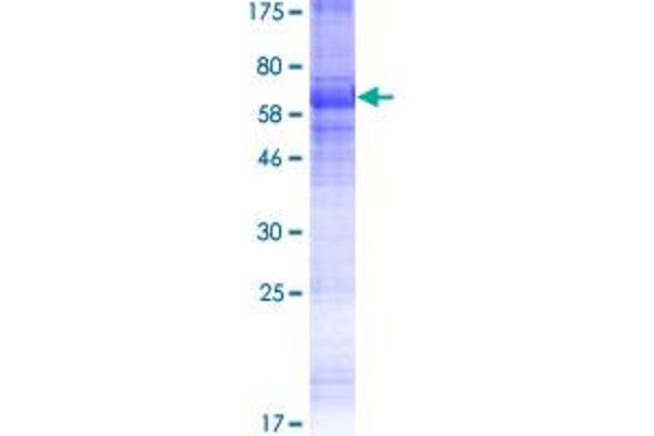 KCNK18 Protein (AA 1-384) (GST tag)