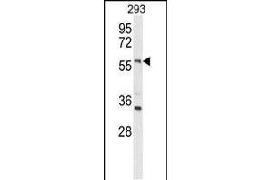 Western blot analysis of LMBR1L Antibody (C-term) (ABIN653751 and ABIN2843051) in 293 cell line lysates (35 μg/lane).