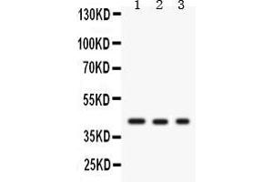Anti-GAP43 antibody, Western blottingAll lanes: Anti GAP43  at 0.