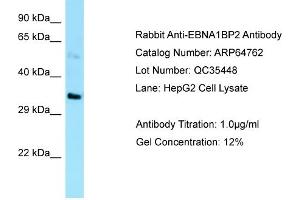 Western Blotting (WB) image for anti-EBNA1 Binding Protein 2 (EBNA1BP2) (C-Term) antibody (ABIN2789957) (EBNA1BP2 抗体  (C-Term))