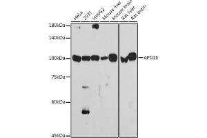 Western blot analysis of extracts of various cell lines, using G1 antibody (ABIN7265446) at 1:1000 dilution. (gamma 1 Adaptin 抗体)