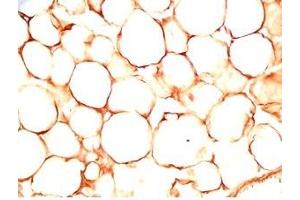 Rat visceral fat tissue was stained by Rabbit Anti-sFRP-2 (25-50) (Human) Antiserum (SFRP2 抗体  (AA 25-50))