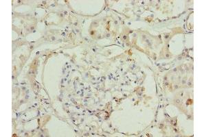 Immunohistochemistry of paraffin-embedded human kidney tissue using ABIN7142940 at dilution of 1:100 (ILVBL 抗体  (AA 45-344))