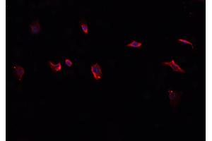 ABIN6276814 staining HepG2? (CD38 抗体  (Internal Region))