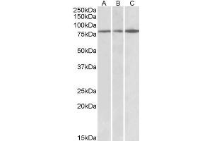 ABIN768550 (0. (PAPD5 抗体  (AA 78-90))