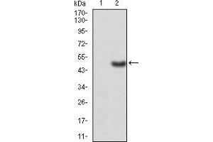 Western blot analysis using ERCC1 mAb against HEK293 (1) and ERCC1 (AA: 151-297)-hIgGFc transfected HEK293 (2) cell lysate. (ERCC1 抗体  (AA 151-297))