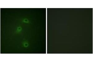 Immunofluorescence analysis of COS7 cells, using DAPK2 (Phospho-Ser318) Antibody. (DAPK2 抗体  (pSer318))