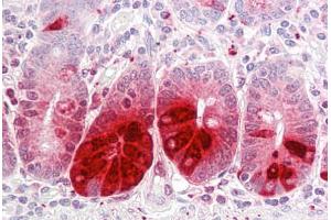 Anti-REG3A antibody IHC staining of human small intestine. (REG3A 抗体  (AA 1-50))