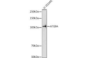 Western blot analysis of extracts of U-251MG cells, using A antibody (ABIN7265712) at 1:1000 dilution. (ATG9A 抗体  (AA 180-290))