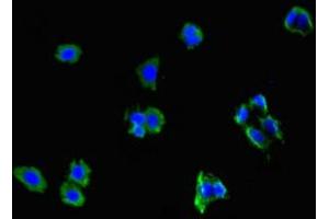 Immunofluorescent analysis of HepG2 cells using ABIN7161705 at dilution of 1:100 and Alexa Fluor 488-congugated AffiniPure Goat Anti-Rabbit IgG(H+L) (NCMAP 抗体  (AA 54-102))
