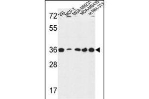 TOR1B Antibody (Center) (ABIN650967 and ABIN2840013) western blot analysis in 293,MCF-7,MDA-M,MDA-M,and mouse NIH-3T3 cell line lysates (35 μg/lane).