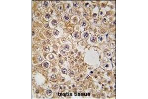 Formalin-fixed and paraffin-embedded human testis tissue reacted with M6PR antibody (N-term) (ABIN389291 and ABIN2839413) , which was peroxidase-conjugated to the secondary antibody, followed by DAB staining. (M6PR 抗体  (N-Term))