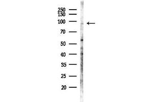 anti-Cadherin 9 (CDH9) (Internal Region) antibody