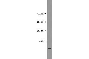 Western Blotting (WB) image for Amyloid beta 1-42 (Abeta 1-42) ELISA Kit (ABIN1118192) (Abeta 1-42 ELISA 试剂盒)