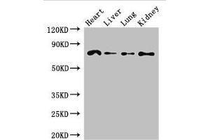Western Blot Positive WB detected in: Mouse heart tissue, Mouse liver tissue, Mouse lung tissue, Mouse kidney tissue All lanes: FZD8 antibody at 2. (FZD8 抗体  (AA 55-233))
